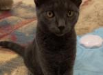 Fabio - Russian Blue Kitten For Sale - Rockford&comma; IL&comma; US