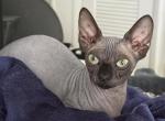 Bambino female cat - Bambino Cat For Sale - Miami&comma; FL&comma; US