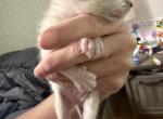 Heidi kittens - Bengal Kitten For Sale - Ackworth&comma; IA&comma; US