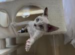 Coca Cola - Devon Rex Kitten For Sale - 