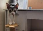 Hotpot - Devon Rex Kitten For Sale - Newark&comma; CA&comma; US