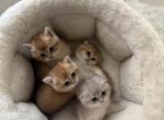 Scottish folds - Scottish Fold Kitten For Sale - Whitesboro&comma; NY&comma; US
