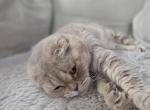 Mango - Scottish Fold Cat For Sale/Service - Snohomish&comma; WA&comma; US
