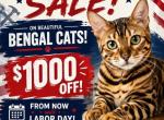 LABOR DAY SALE FOR ALL CATS AND KITTENS - Bengal Kitten For Sale - San Jose&comma; CA&comma; US