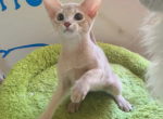 Abby - Abyssinian Kitten For Sale - San Jose&comma; CA&comma; US