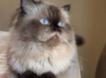 Simsim - Himalayan Cat For Sale - Tolleson&comma; AZ&comma; US