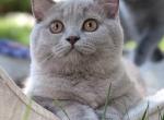Loki - British Shorthair Kitten For Sale - 