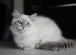 GABRIELLA IZ TVERSKOGO KNYAZHESTVA - Siberian Kitten For Sale - 