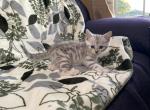 Scottish Bengal cross - Scottish Straight Cat For Sale - Portland&comma; OR&comma; US