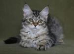 JOJO IZ TVERSKOGO KNYAZHESTVA - Siberian Kitten For Sale - NY&comma; US