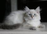 HOLLIS IZ TVERSKOGO KNYAZHESTVA - Siberian Kitten For Sale - 