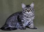 JELORA IZ TVERSKOGO KNYAZHESTVA - Siberian Kitten For Sale - NY&comma; US