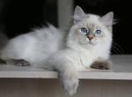 GLORIA IZ TVERSKOGO KNYAZHESTVA - Siberian Kitten For Sale - NY&comma; US