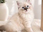 Lovely Boy Lynx Mitted - Ragdoll Kitten For Sale - Southwick&comma; MA&comma; US