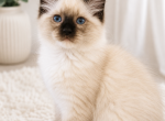 Ragdoll Girl Seal Point mitted TICA registered - Ragdoll Kitten For Sale - Southwick&comma; MA&comma; US