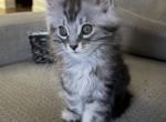 Silver tabby male - Maine Coon Kitten For Sale - Chapel Hill&comma; NC&comma; US