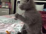 Mini - Domestic Kitten For Sale - Philadelphia&comma; PA&comma; US