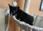 Romeo - Domestic Kitten For Sale - Philadelphia&comma; PA&comma; US