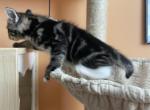 Pepper - Domestic Kitten For Sale - Philadelphia&comma; PA&comma; US