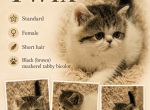 Twix - Minuet Kitten For Sale - Salyersville&comma; KY&comma; US