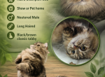 Timber - Minuet Cat For Sale - Salyersville&comma; KY&comma; US