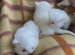Persians white solid kittens - Persian Kitten For Sale - Orlando&comma; FL&comma; US