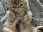Exotic chocolate tabby female - Exotic Kitten For Sale - Orlando&comma; FL&comma; US