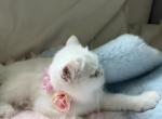 Ellie shorthair kitten ready to go - Exotic Kitten For Sale - Orlando&comma; FL&comma; US