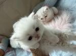 Ellie shorthair white kitten - Exotic Kitten For Sale - Orlando&comma; FL&comma; US