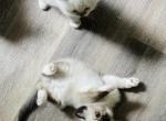 Male Seal Mitted - Ragdoll Kitten For Sale - 