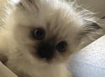 Female Seal Mitted Ragdoll Kitten - Ragdoll Kitten For Sale - 
