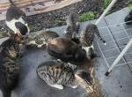 Orphankitties all - Domestic Kitten For Sale - Tampa&comma; FL&comma; US