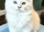 Olaf and Frost - Himalayan Kitten For Sale - Glenwood&comma; NJ&comma; US