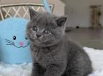 Smokey - Scottish Straight Kitten For Sale - Davenport&comma; FL&comma; US