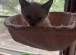 Ten week old female Ragdoll - Ragdoll Kitten For Sale - Providence&comma; RI&comma; US
