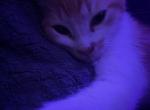 Simba - Domestic Kitten For Adoption - NC&comma; US