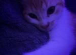 Simbaa - Domestic Kitten For Adoption - NC&comma; US