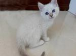 British Shorthair White Seal Point Female - British Shorthair Kitten For Sale - Orlando&comma; FL&comma; US