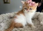 Ginger - Persian Kitten For Sale - Arlington Heights&comma; IL&comma; US