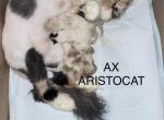 Luna litter - Persian Kitten For Sale - Clewiston&comma; FL&comma; US