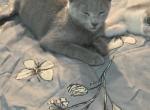 jH5 and jH6 - Russian Blue Kitten For Sale - Hastings&comma; FL&comma; US