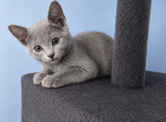 jH2 - Russian Blue Kitten For Sale - Hastings&comma; FL&comma; US