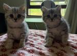 Tabbies - British Shorthair Kitten For Sale - Fort Wayne&comma; IN&comma; US