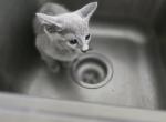 Boy and Girl - Russian Blue Kitten For Sale - 