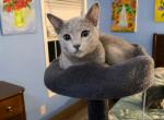 Boy and Girl - Russian Blue Kitten For Sale - 