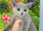 Girl ID - Russian Blue Kitten For Sale - Hastings&comma; FL&comma; US