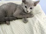 boy iD - Russian Blue Kitten For Sale - Hastings&comma; FL&comma; US