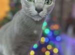 Oliver - Russian Blue Cat For Adoption - Hastings&comma; FL&comma; US