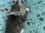Ellie - Domestic Kitten For Sale - 