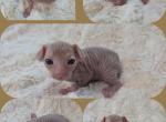 Silver Swirl Male - Sphynx Kitten For Sale - CO&comma; US